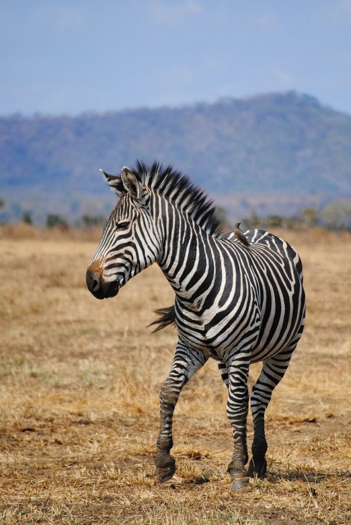 safari, tanzania, africa