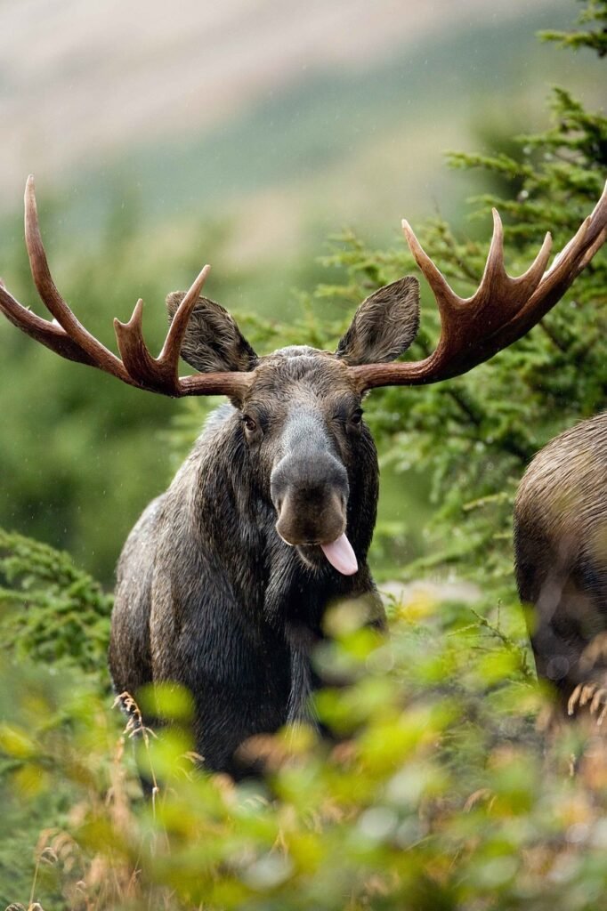 bull, shot, elk