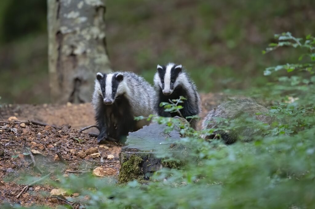 badger, forest, nature