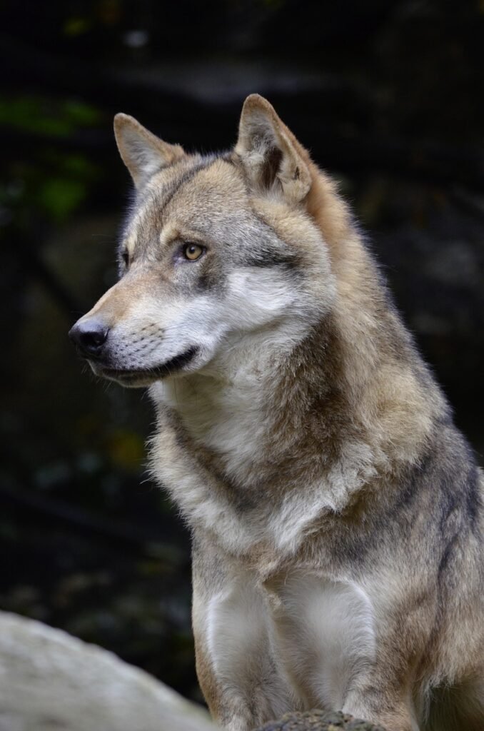 wolf, face, fur