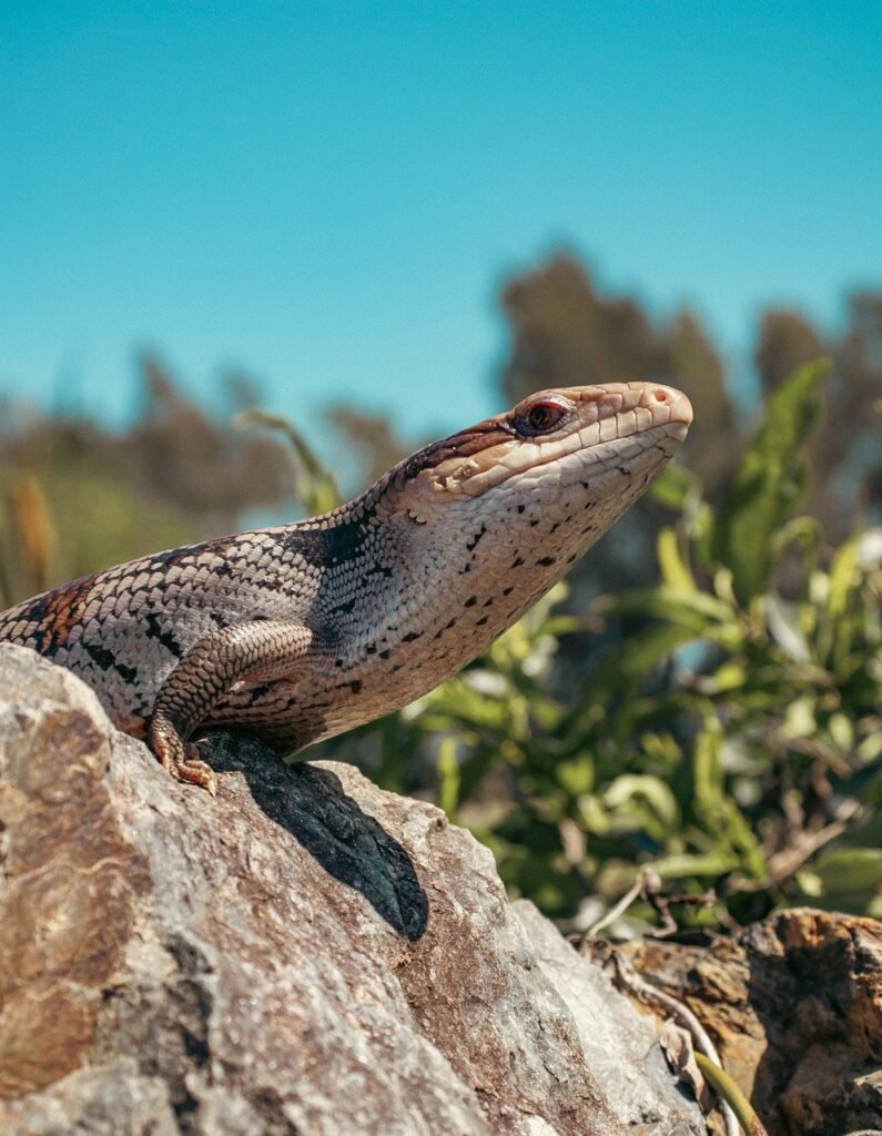 blue tongue skink, blue tongue lizard, animal