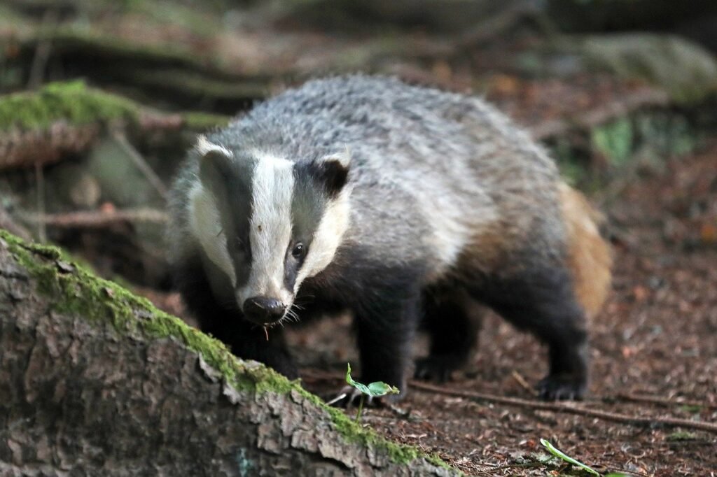 badger, animal, nature