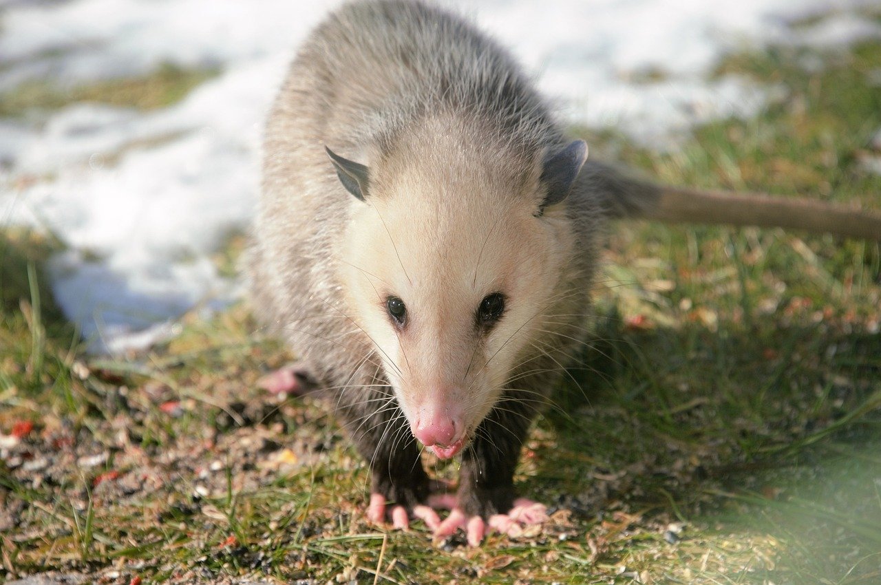 opossum, possum, portrait