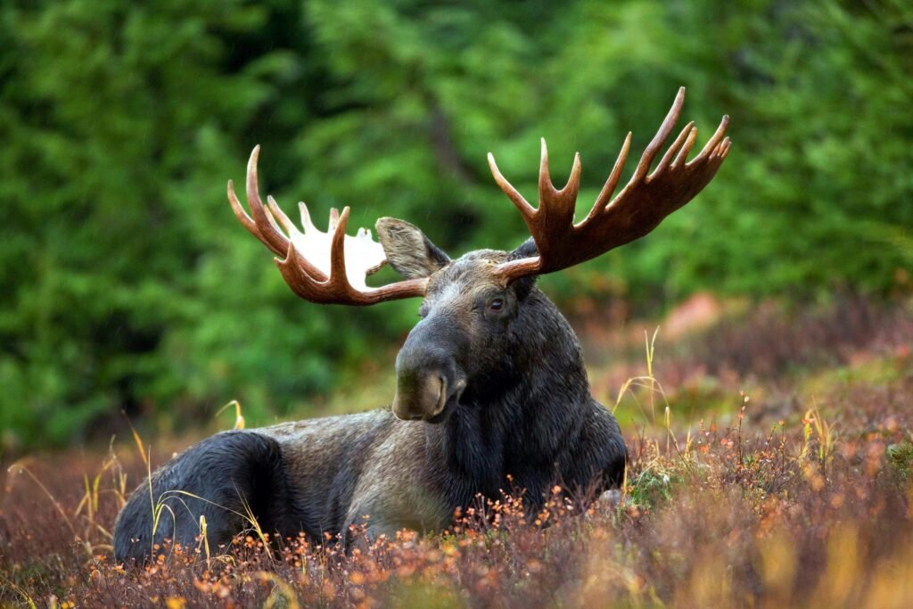 A male moose with large antlers lying in a forest clearing surrounded by lush greenery.