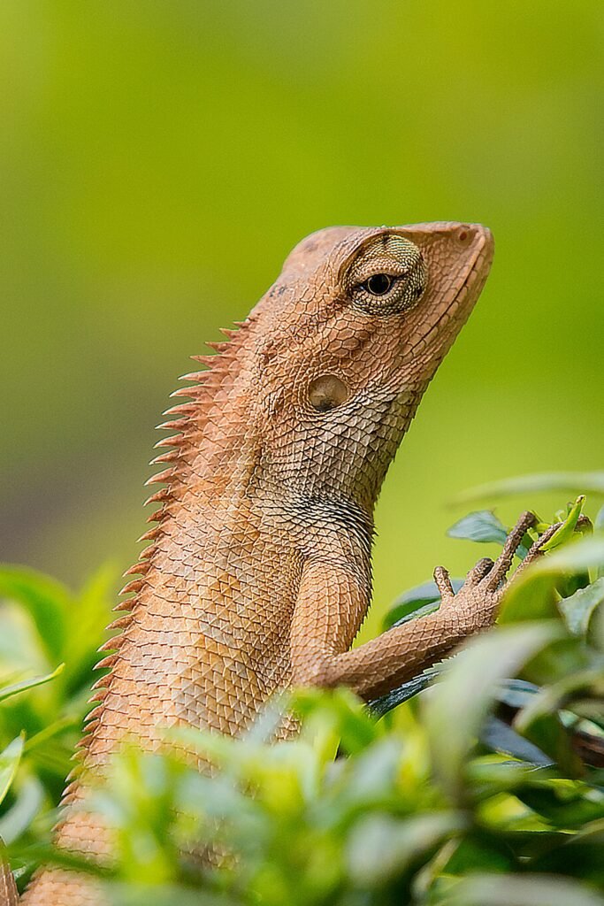 A detailed portrait of an Oriental Garden Lizard perched on leaves in India.