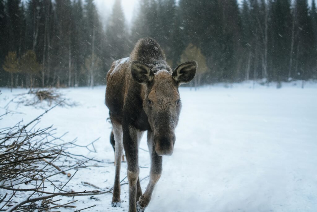 A lone moose stands in a snowy winter forest, capturing the essence of wildlife and nature's tranquility.