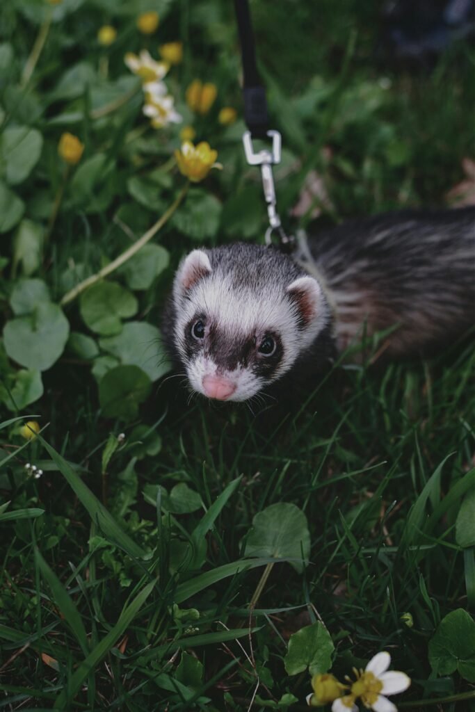 A cute ferret on a leash exploring green grass surrounded by leaves and flowers.