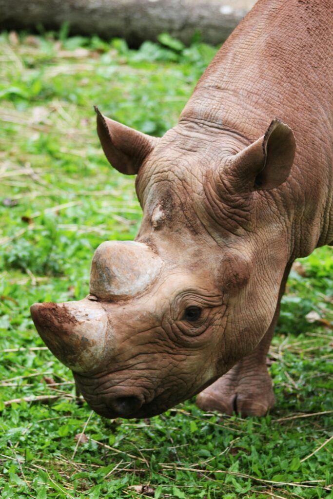 Detailed close-up photo of a rhinoceros grazing, perfect for wildlife enthusiasts.