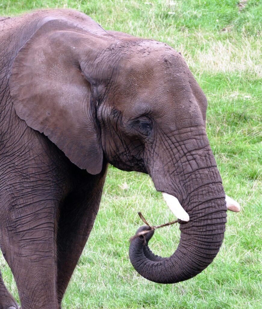 A majestic African elephant with tusks and trunk grazing on green grass in the wild.