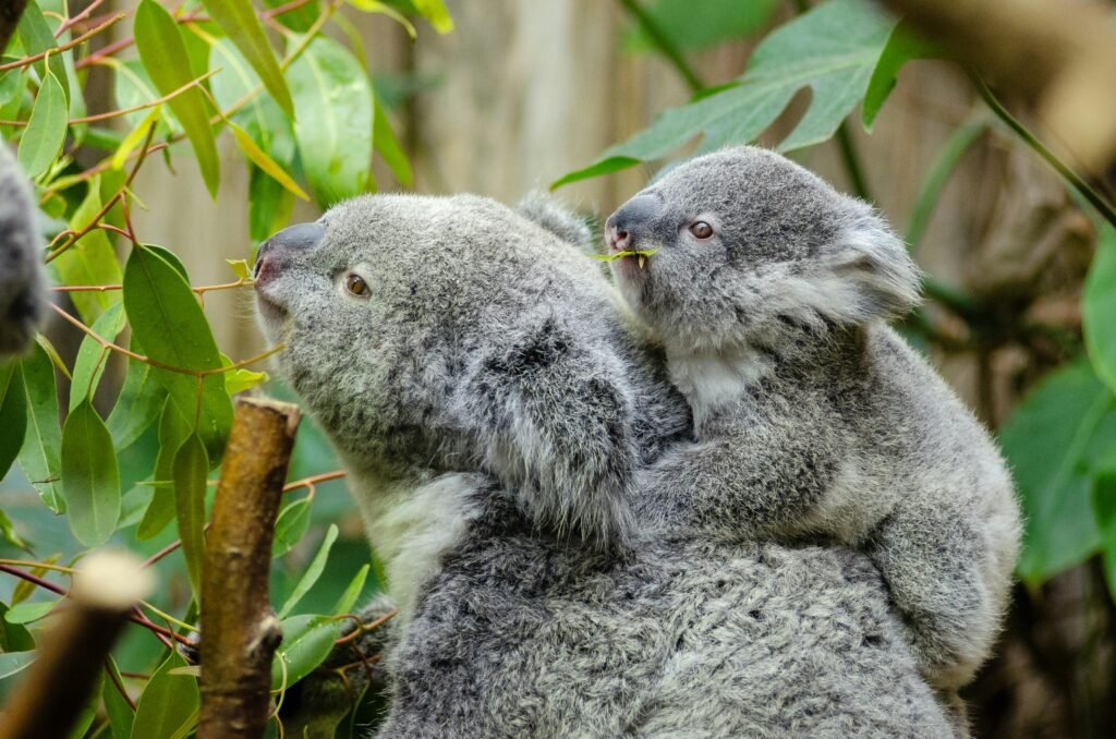 A koala and its joey enjoying eucalyptus leaves in their natural habitat.