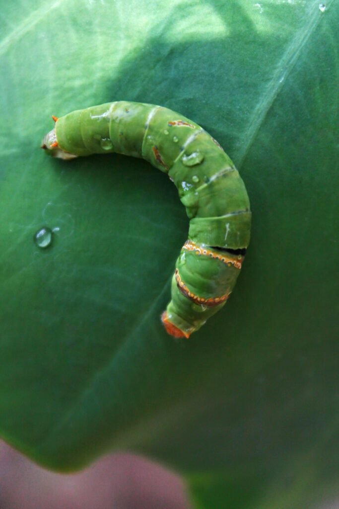 Vibrant green caterpillar resting on a fresh leaf with dewdrops.