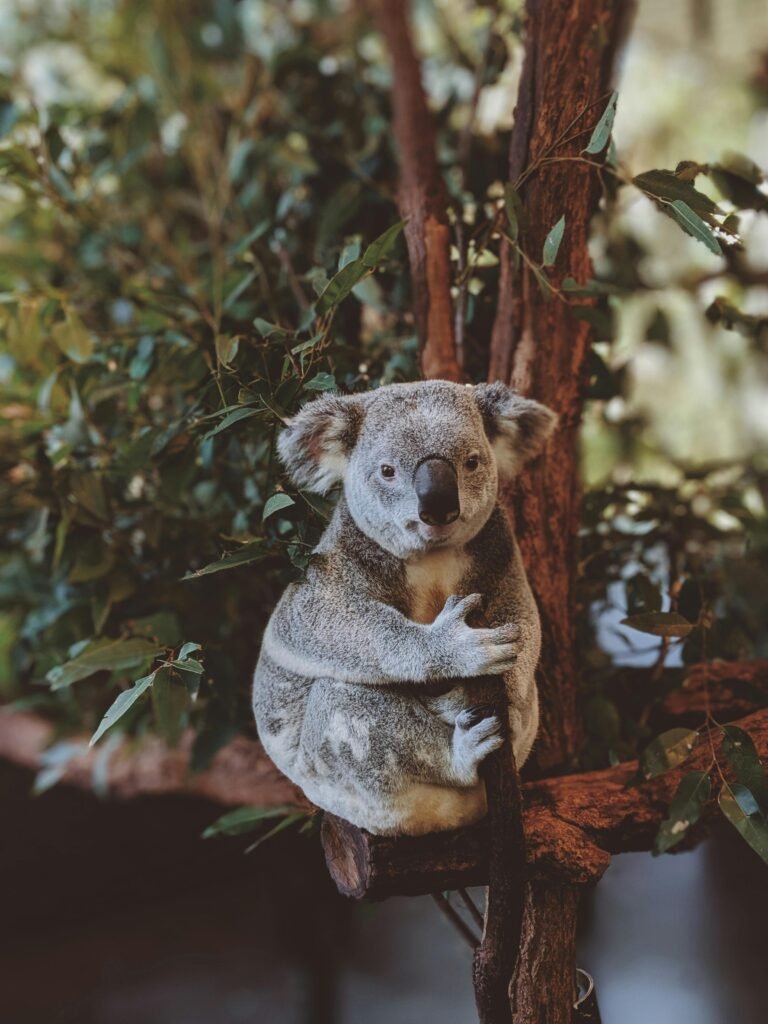 Adorable koala resting in a eucalyptus tree in Fig Tree Pocket, Australia.