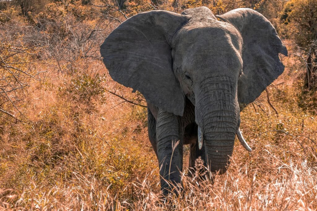 Close-up of a majestic African elephant roaming the wild grasses of Kruger National Park.