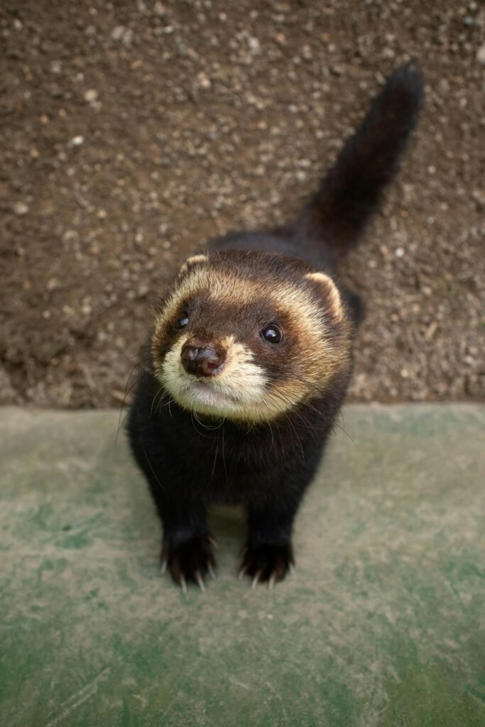 Adorable European polecat looking curious in a detailed portrait.