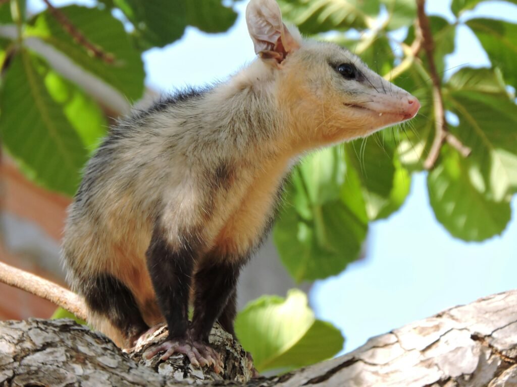 Close-up of a white-eared opossum perched on a tree branch in the natural setting of a Brazilian countryside.