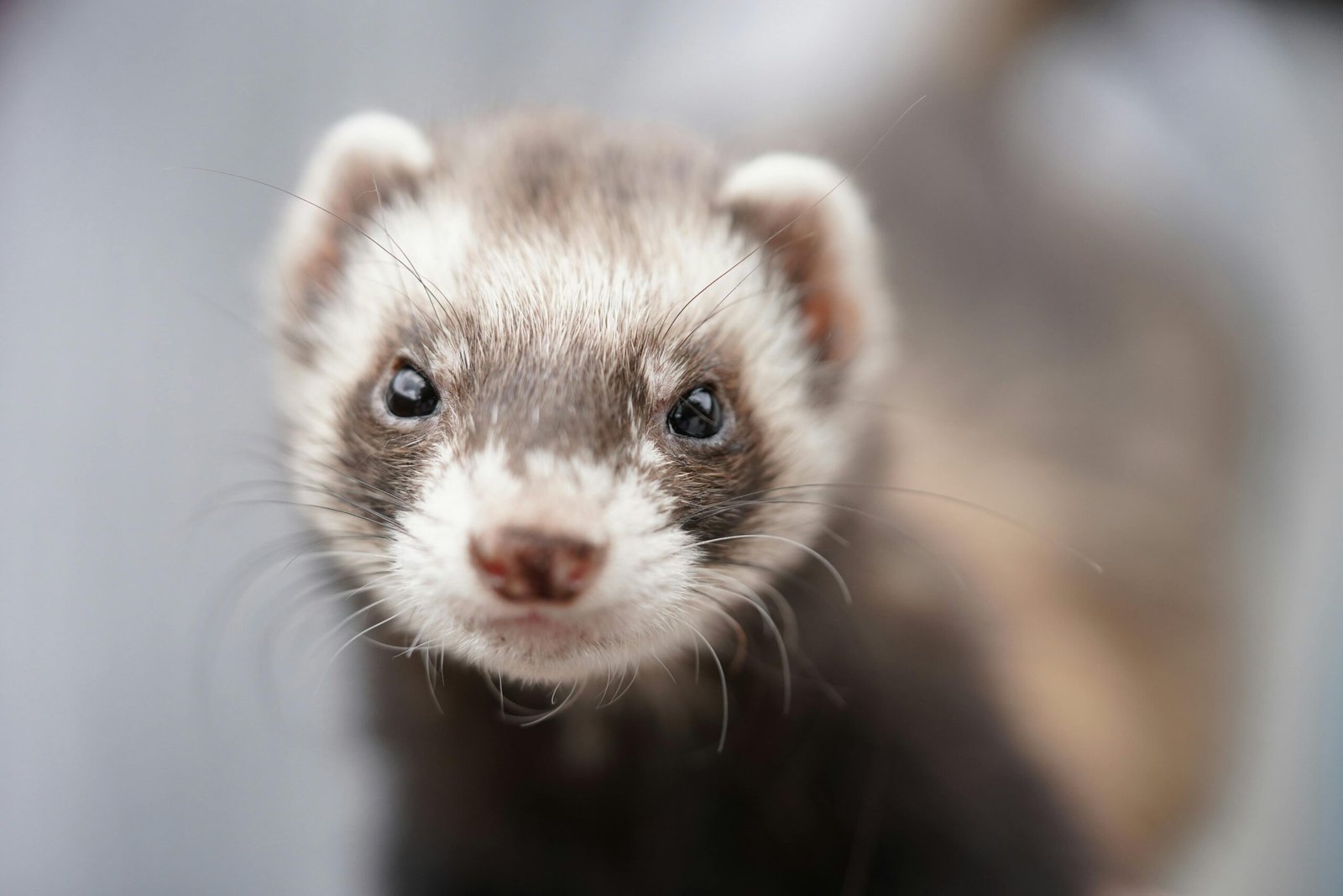 Close-up image of an adorable ferret, showcasing its curious expression in natural light.